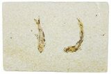 Plate of Two Fossil Fish (Knightia) - Wyoming #295661-1